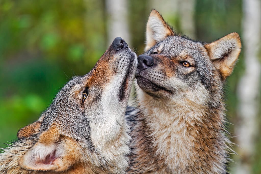 Nuzzling wolf cuties