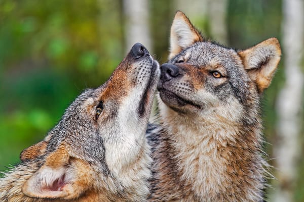 Nuzzling wolf cuties